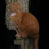 © Julie A. Bennett PhotoID # 15151917: Neighbors Cat-1
