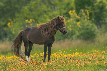 Horse and Wildflowers