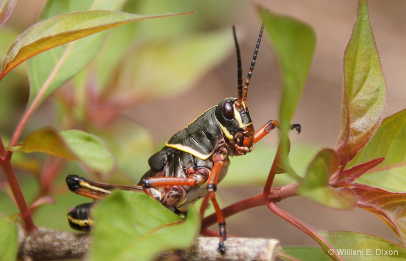 Lubber Grasshopper Nymph