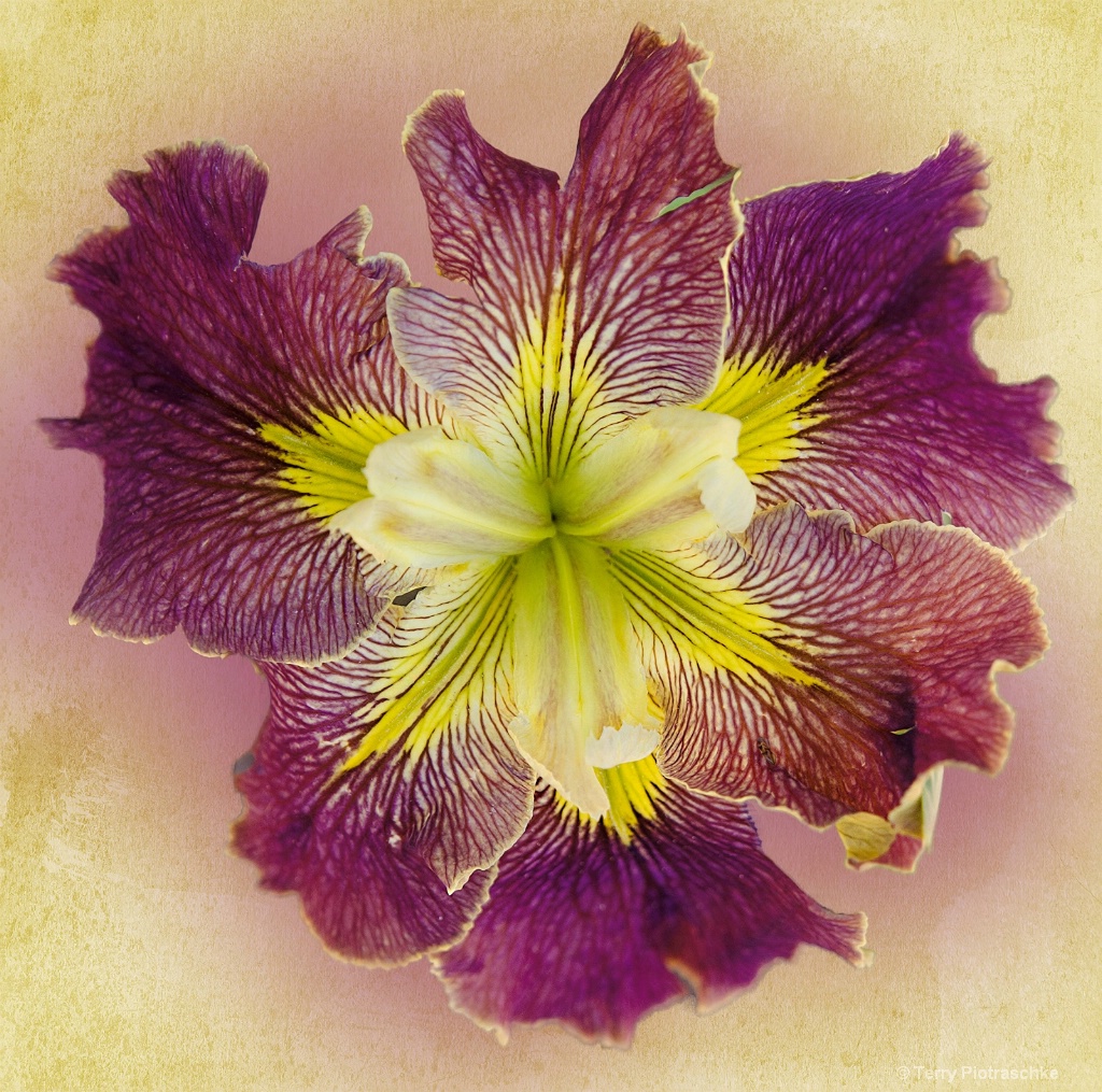 Bursting Iris