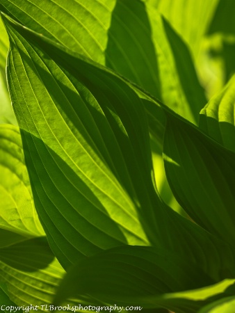 hosta 