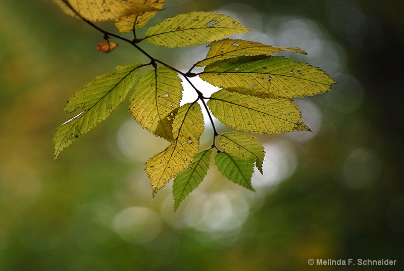 Branch with Bokeh