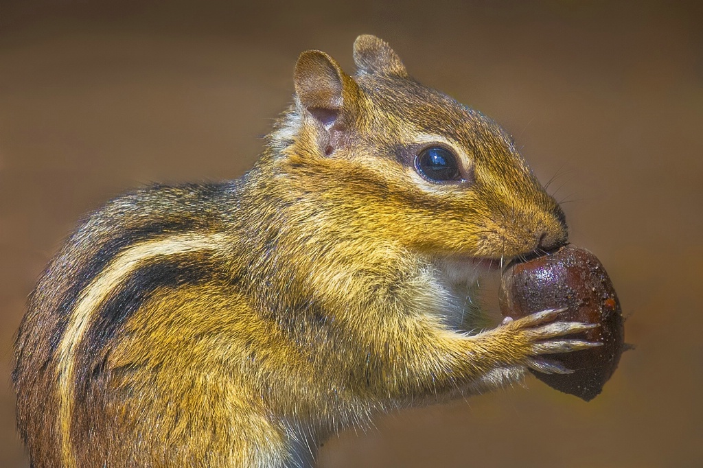 Chipmonk Portrait - ID: 15152196 © Deborah C. Lewinson