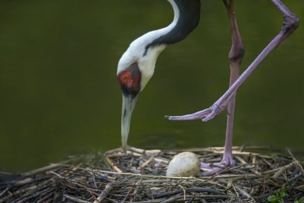 Crane Tending Egg