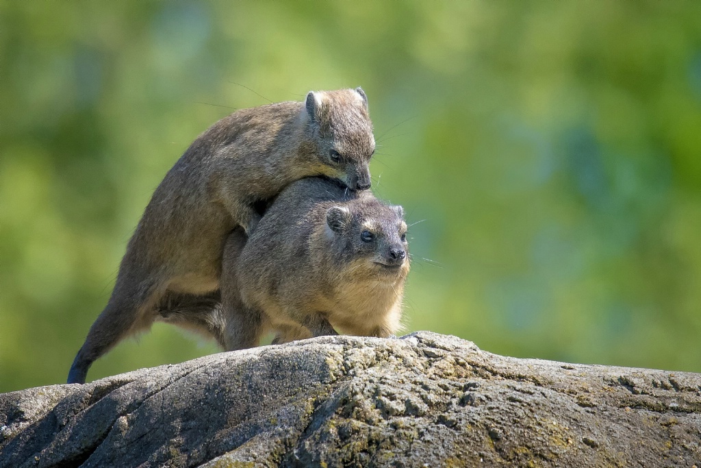 Rock Hyrax in the Spring - ID: 15152201 © Deborah C. Lewinson