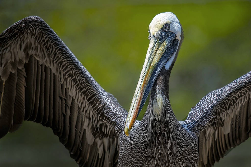 Pelican Display - ID: 15152203 © Deborah C. Lewinson