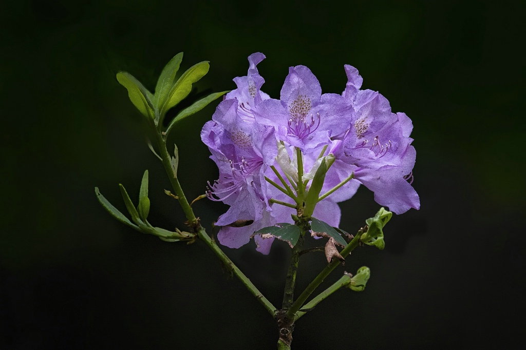 Rhododendron