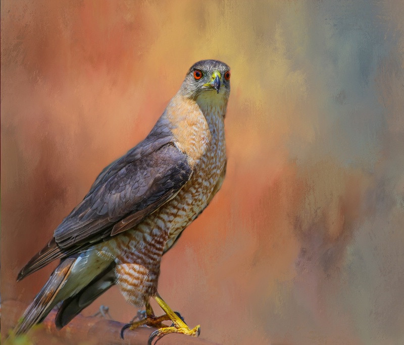 Sparrow Hawk