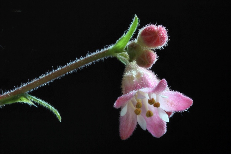 coral bells