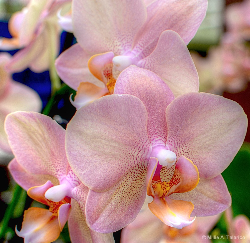Peachy Orchids
