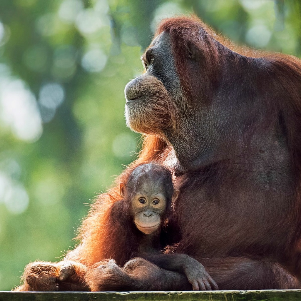 Such a Good Momma