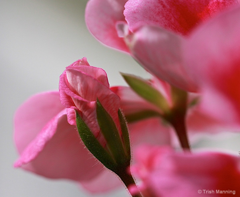 Pink Geranium bud...