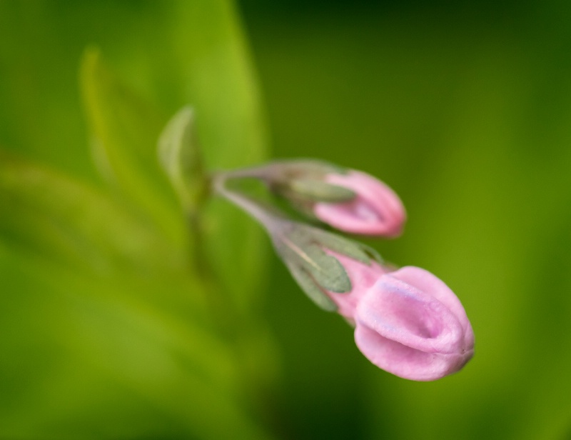 Blue Bell Buds      