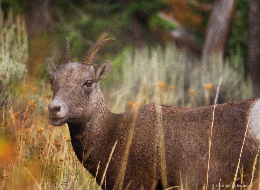 Young Bighorn