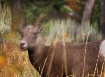 Young Bighorn