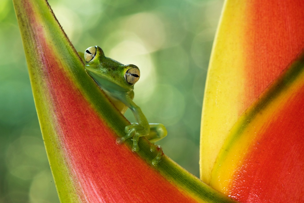 Glass frog