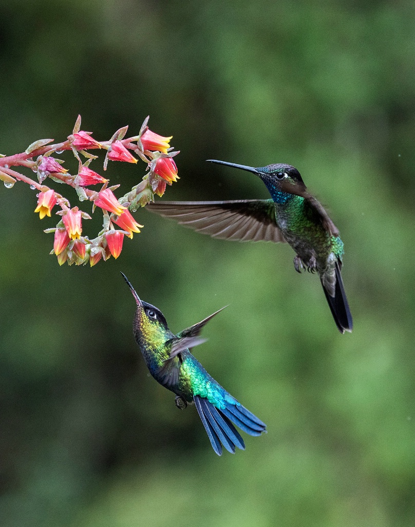 Hummingbird