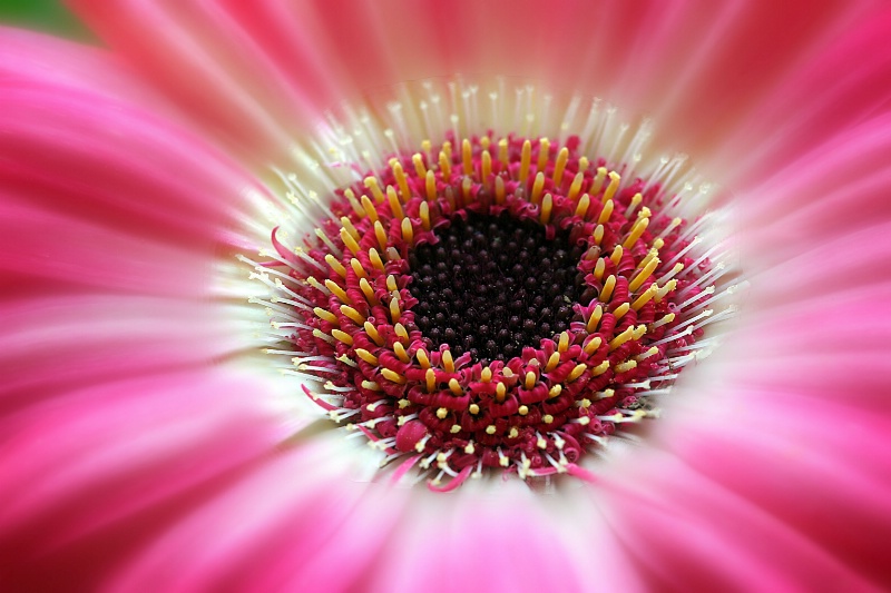 gerber daisy