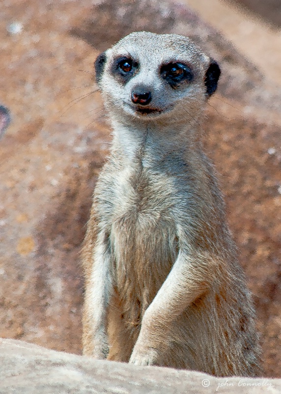 A Happy Meerkat