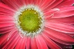 Red Petal Flower