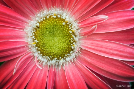 Red Petal Flower