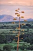Centuryplant