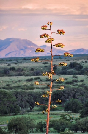 Centuryplant