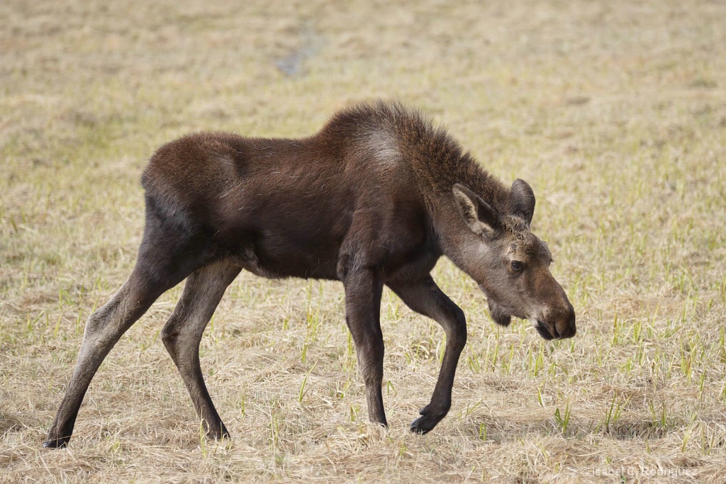 Young Moose Walking