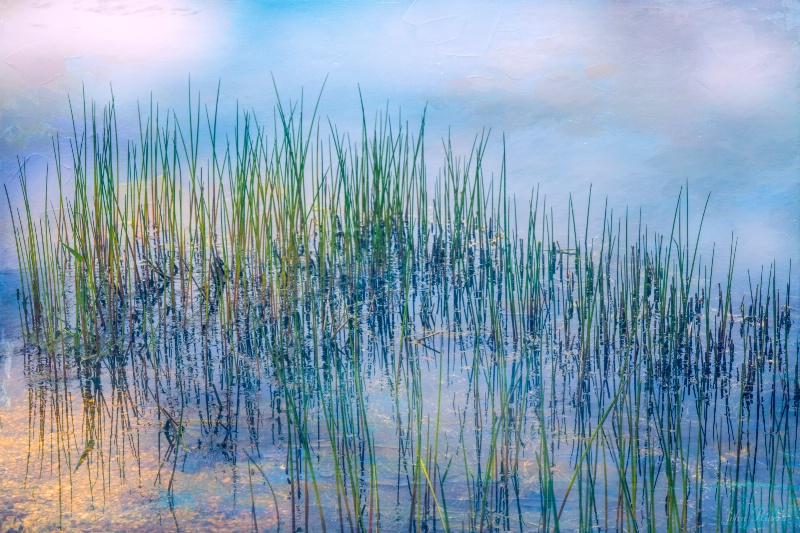 Whisper of the Reeds