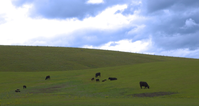 Cattle on a Hill