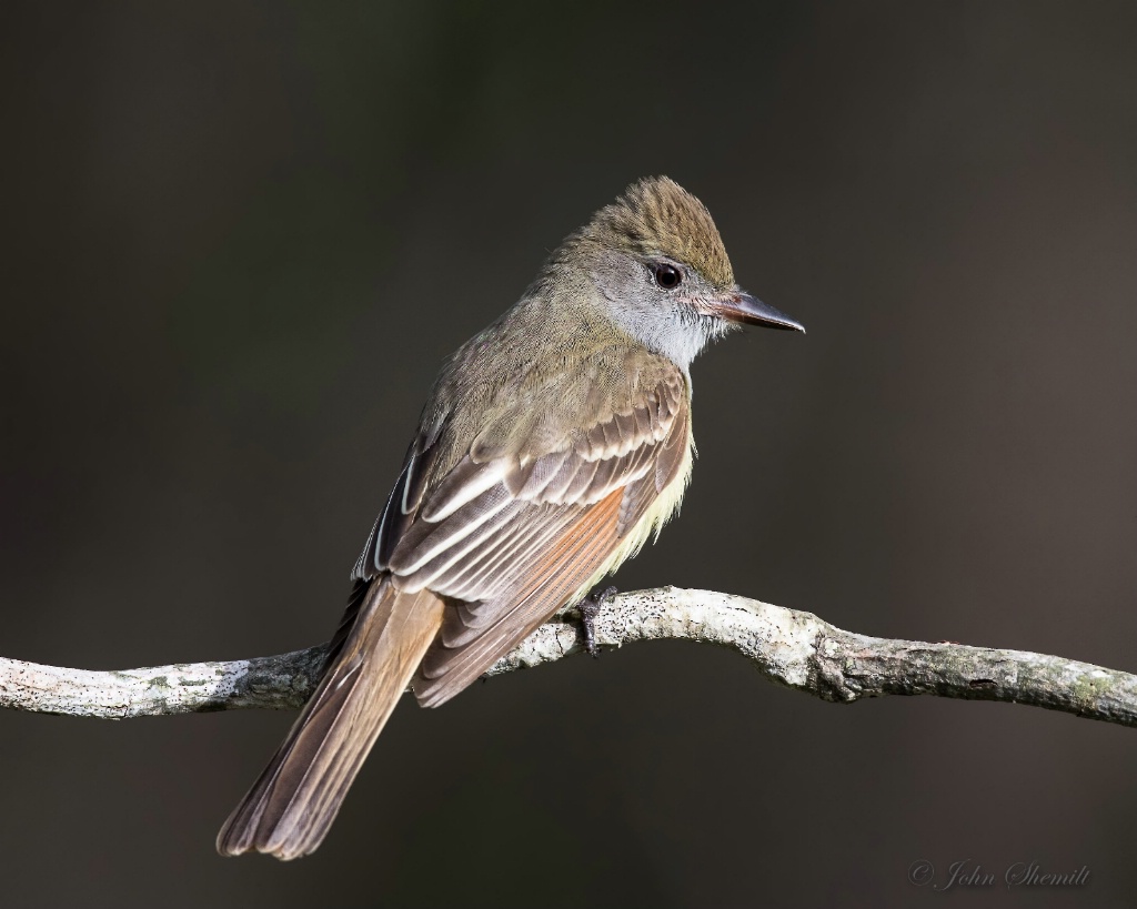 Great Crested Flycatcher - May 21st, 2016 - ID: 15153290 © John Shemilt