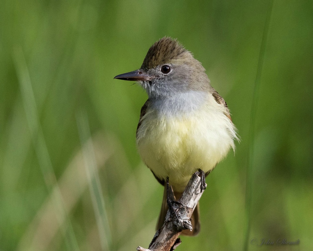 Great Crested Flycatcher - May 21st, 2016 - ID: 15153295 © John Shemilt