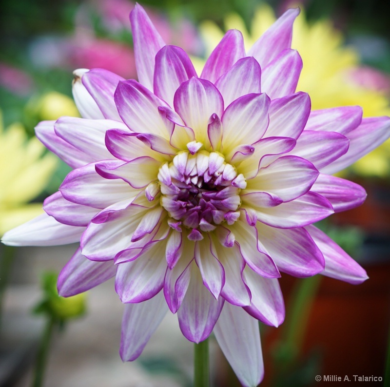 Dahlia Unshakened