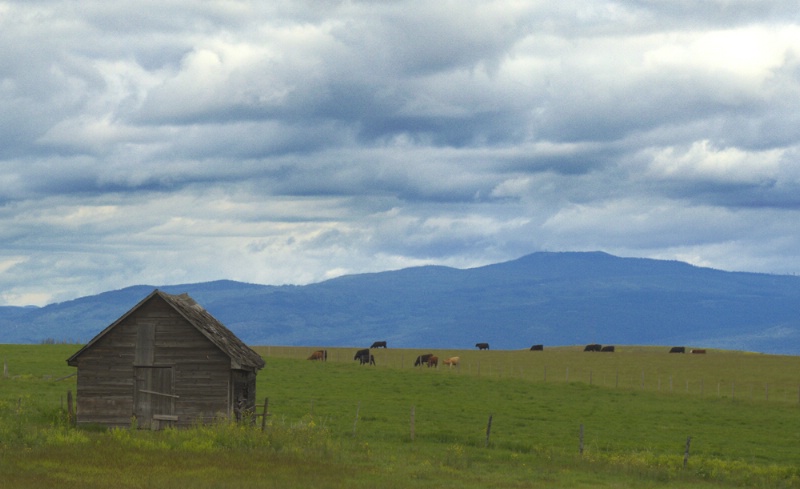 Cabin and Cattle
