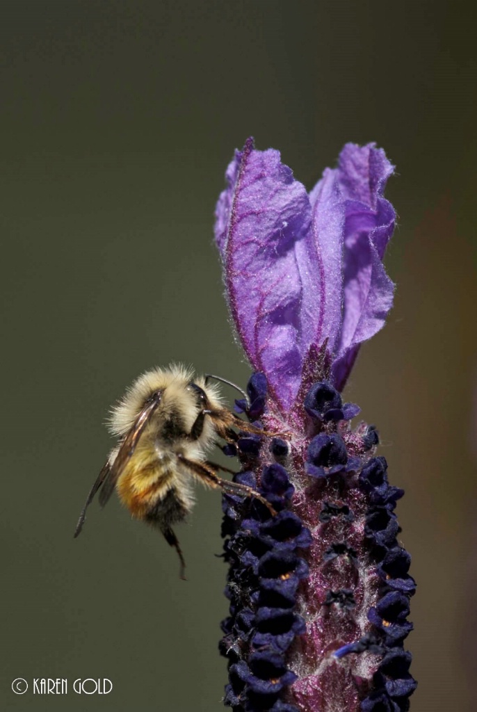 Honey Bee at work