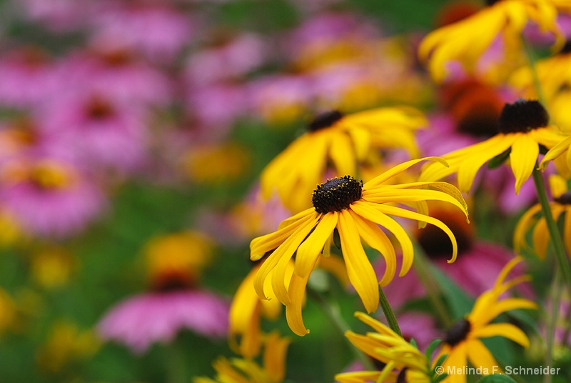 Pink & Yellow