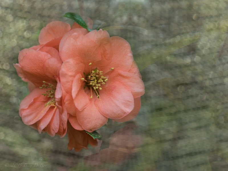 Textured Quince