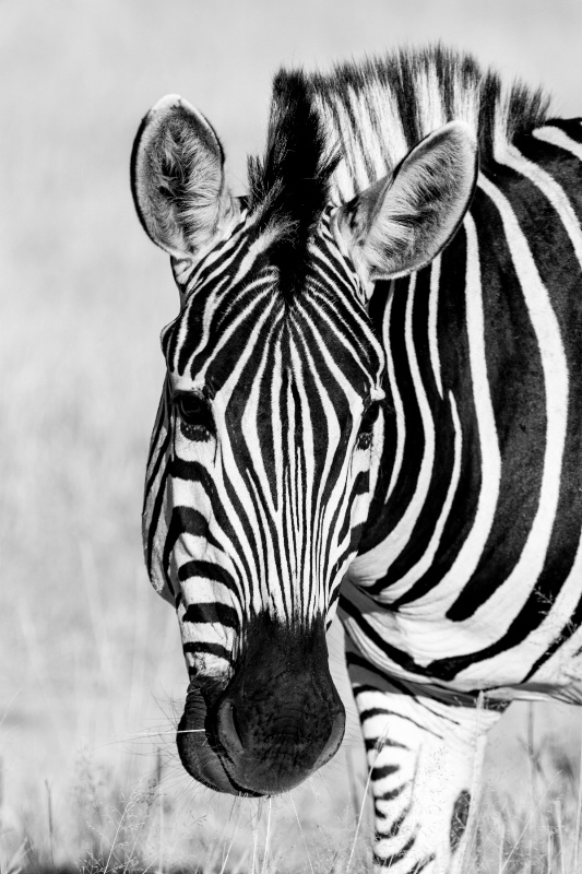 Zebra!