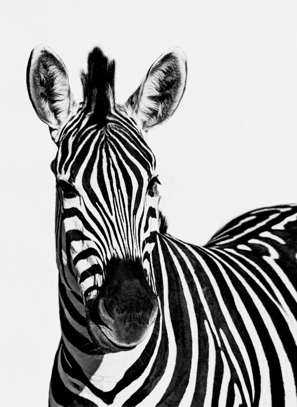 Zebra B&W!