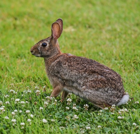 Peter Cottontail