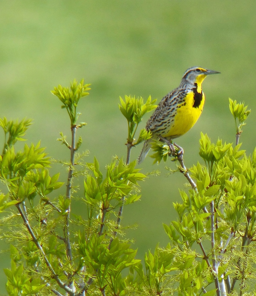 Meadowlark