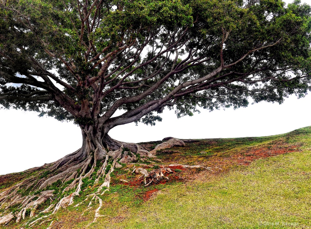 Roots of Oahu