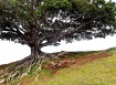 Roots of Oahu