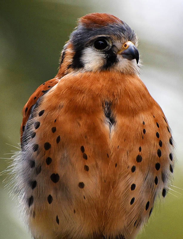 American Kestrel