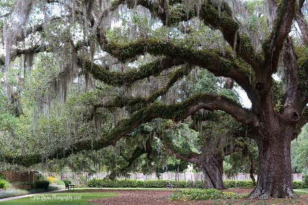 Two Oaks