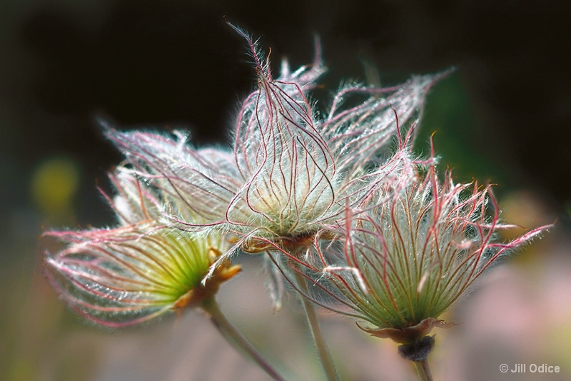 Apache Plume ( Fellugia Paradoxa)