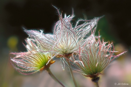 Apache Plume ( Fellugia Paradoxa)