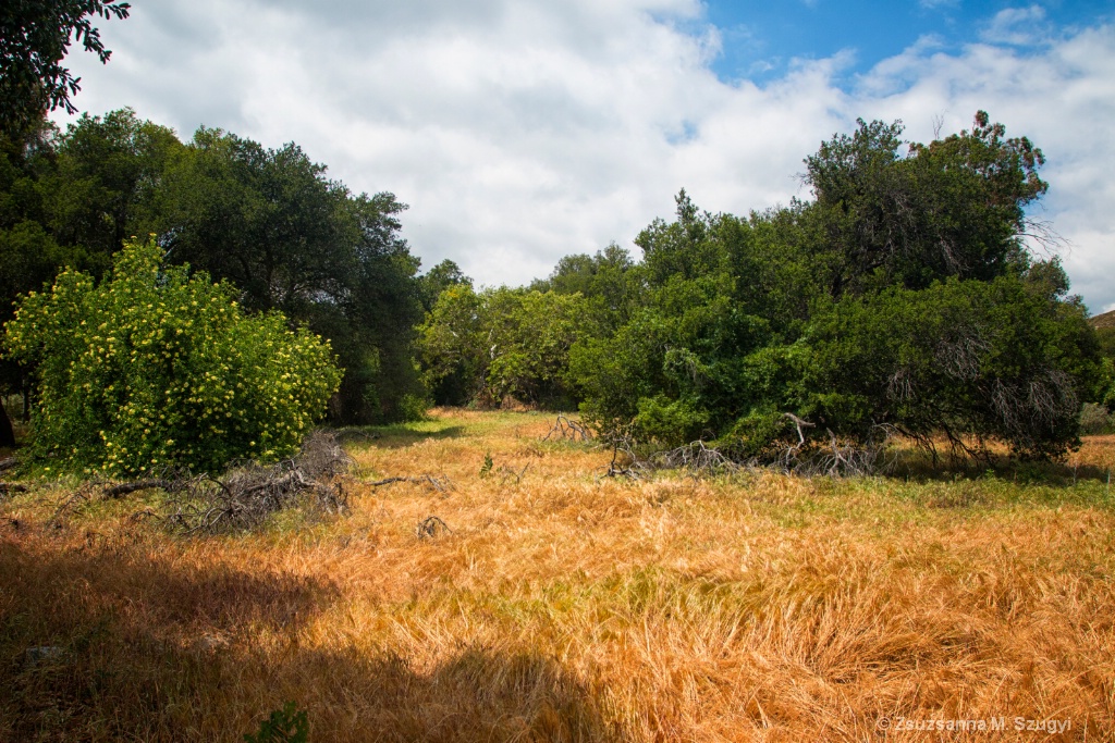 Meadow