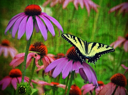 Garden Guest