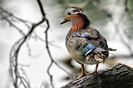 Mandarin Duck